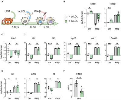 Monocyte and Macrophage Lipid Accumulation Results in Down-Regulated Type-I Interferon Responses